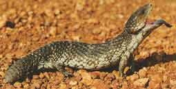Blue Tongue Lizard