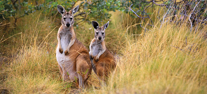 Red Kangaroos