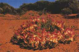 Wreath Lechenaultia