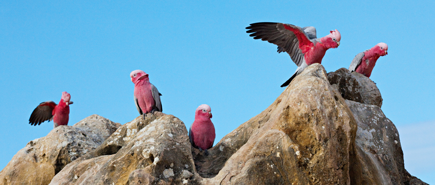 Galahs