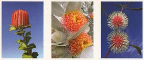 Wildflowers